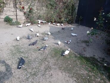 Собаки: 33 34 quşdur kom satılır.barterdə mümkündür təklifə baxır.Mastagada — 2