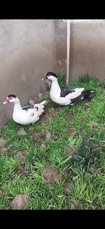 Yemlər: SATILIR CÜT XORUZ FƏRƏ QİYMƏT CÜTÜNƏ AYİDİR — 5