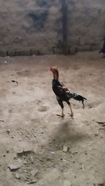 barter itler: Xoruz, il: 1 — 3