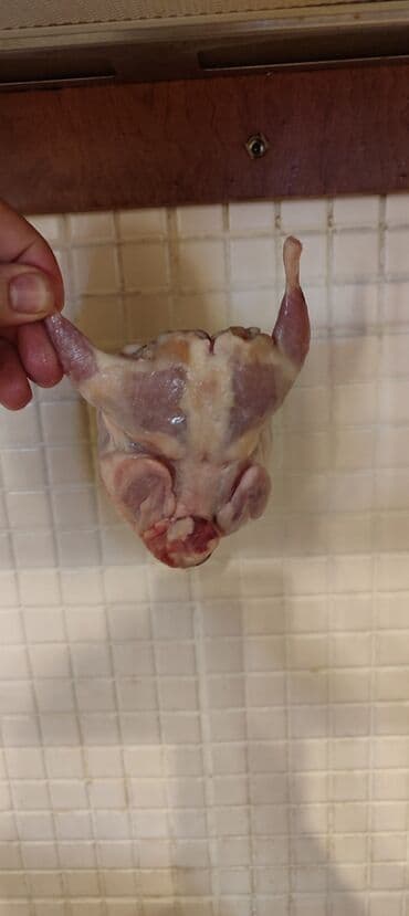 bıldırcın eti satışı: Bildirçin 170-200 qr təmizlənmiş çəkisi sifariş qəbul olunur — 3