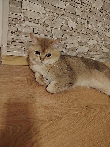 Qızıl şinşilla, Erkək, Cütləşmə üçün