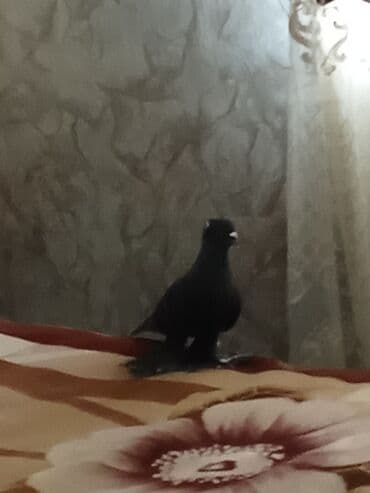 en iri it cinsi: Qara rəngli ev göyərçini - Rəng: dərin qara, boyun hissəsində — 2