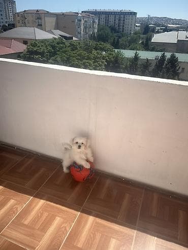 xaski bala: Malta bolonka, 2 ay, Dişi, Peyvəndli, Ünvandan götürmə — 1