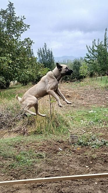 Gəmiricilər: İlan: Balaca it balaları – təsərrüfat-mühafizə və ailə yoldaşı - Cins — 6