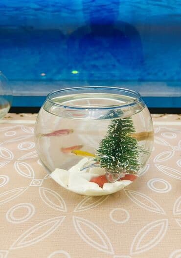 yumru akvaryum: Yumru akvarium+daşı+dekoru+matorsuz qalan 2 balıq — 1