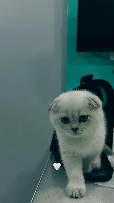 ucuz pisik satisi: Britan — 5