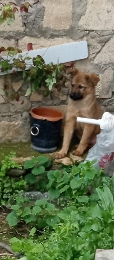 Məhsul: İt balası zincirine yuvasına biyerde verilir Təsvir: - Şirin