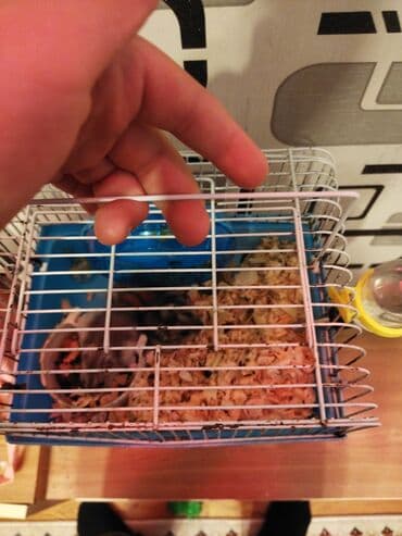 Pişiklər: Qəfəs + 2 xamyak + su qabı + fırlanma+20 AZN təcili kim istəsə desin — 1