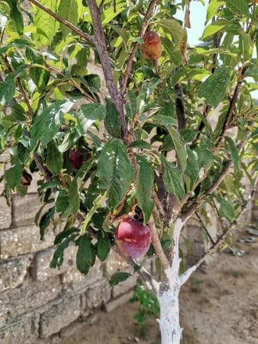 покупка и продажа жилья: Пос. Шувалан 3 комнаты, 100 м², Нет кредита, Свежий ремонт — 2