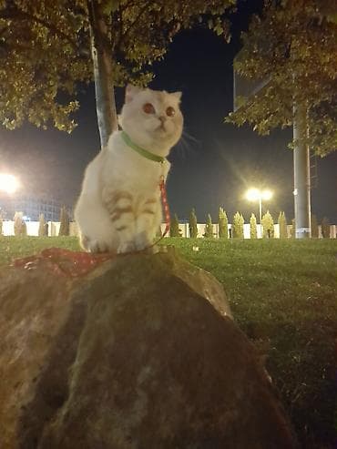 pisik cutlesdirilir: Şinşilla, Erkək, Yaxşı əllərə — 2