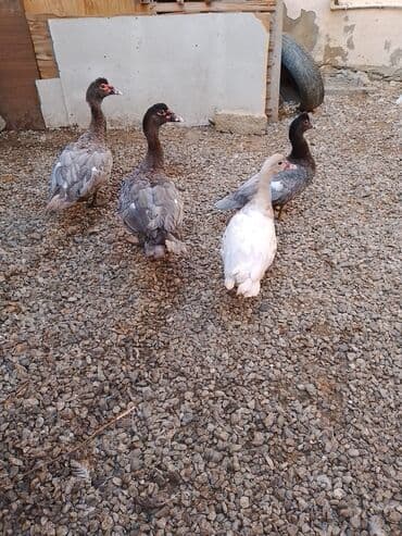 çöl ördeyi: Moskva ördəkləri (indoutka) – müxtəlif rənglərdə sürü - Şəkillərdə 4 — 2