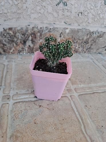 ev perdeleri: Mini kaktus – çoxgövdəli, tikanlı, dekorativ sukulent. - Qab: kvadrat — 2