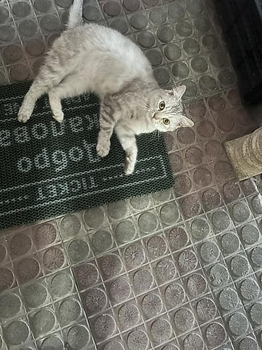 Xalça Qapı önü, Kredit yoxdur