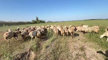 gəncə toyuq satan: Dişi, il: 1, Damazlıq, Pulsuz çatdırılma — 7