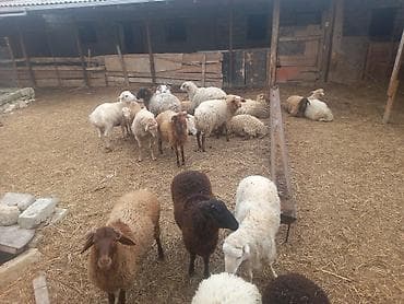 ıtlerın satısı: Digər heyvanlar — 2