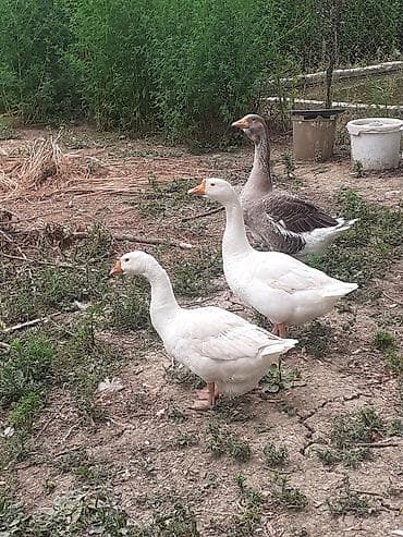 it bazari hardadi: Lənkəranda iki dənə linda qazları🦢 satılır.Çoxu satılıb.İki dənə — 3