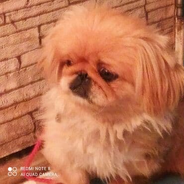 pulsuz heyvanlar verilir: Pekines — 5