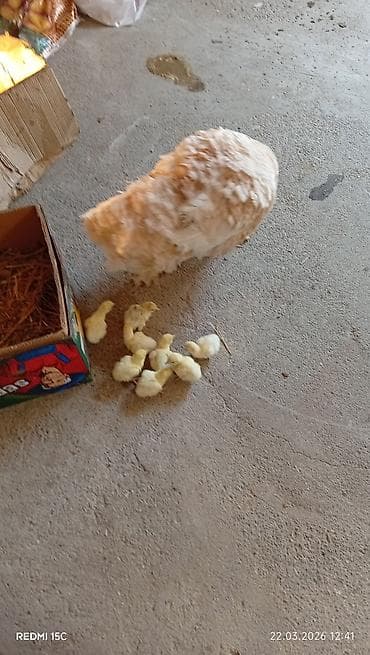 Inəklər, öküzlər: Məhsul: Ana toyuq və balaları Təsvir: - Açıq rəngli (krem-bej tüklü) — 2