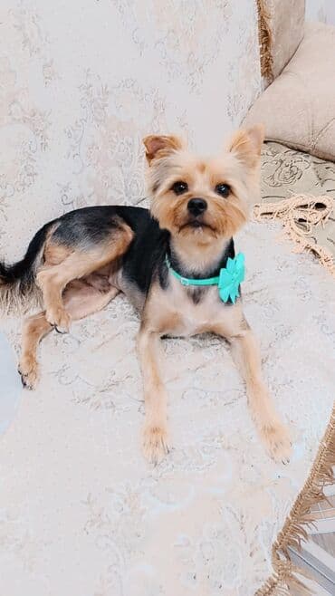 Птицы: Йоркширский терьер, 5 лет, С родословной, Самовывоз — 2