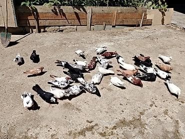 amadin qusu: Salam quslar maşdagadadi hopdom 7manatdan tek tek sec götur 10manat — 4