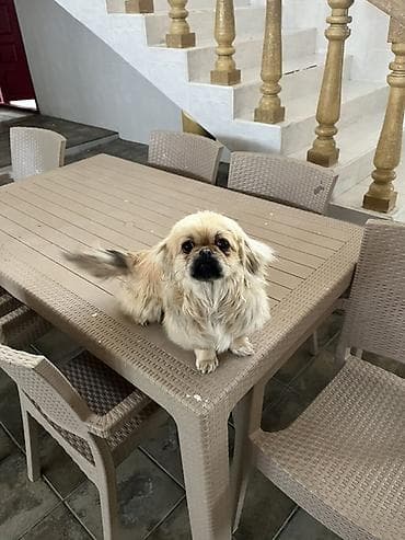 coban iti: Pekines — 2