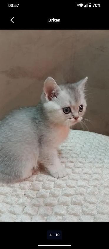 ağ xaski: Şinşilla — 6