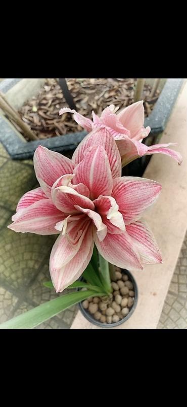 yaz gulləri: Hippeastrum (Amarillis) soğanlı dekorativ çiçəklər – bir neçə rəng və — 9