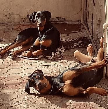 balaca quzu: Doberman, 1 ay — 6
