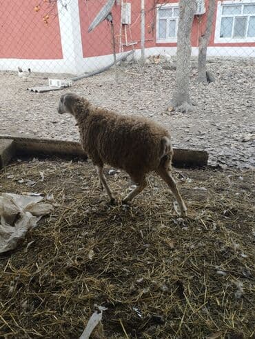 Gəmiricilər: Hər ikisi cins quzlaridir iksdə dişdir 5-6 aylıq quzlardir qiyməti — 8