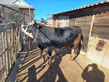 tap.az inekler: 6 aydı içəridə yemlənir 230 klo əti var arpa yonca yemiş danadı — 1