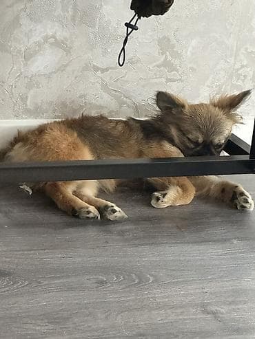 it bazari: Cins: kiçik ölçülü dekorativ it (oyuncağabənzər, uzunqulaqlı) Rəng — 2