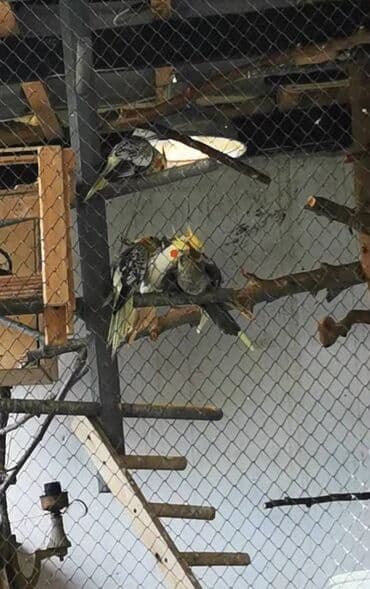 donuz əti satışı: 9 ədəd korella bir ailədən çoxalıb. Hazırda 4 cüt dur yumurtlayır — 10