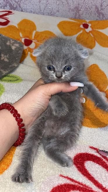 sotland pisiyi: Şotland — 4