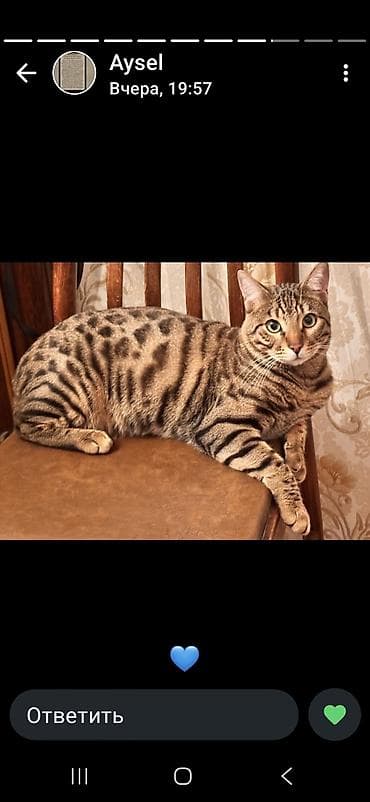 кот: Бенгальская, Самец, В добрые руки, Самовывоз — 3