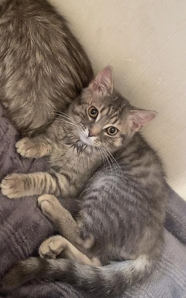Tabbi, Erkək, Yaxşı əllərə, Ödənişli çatdırılma