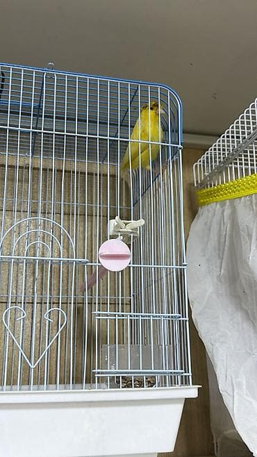 клетки для птиц: Hazir erkey oxuyur — 5