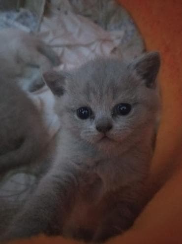 heyvan paltarı: Şotland, Dişi — 8