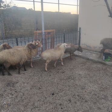 6 boğaz qoyun biri qocadi 5ise 2 və 3 qarın dogmuw qoyunları kom