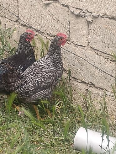 arpa bugda satisi: 90 günlük xarkov xoruzlari satişdadir isdeyen olsa yazsin vaksin — 1