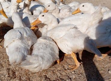 kuban ördek: Dişi, | Kuban, Ətlik, Ünvandan götürmə — 4