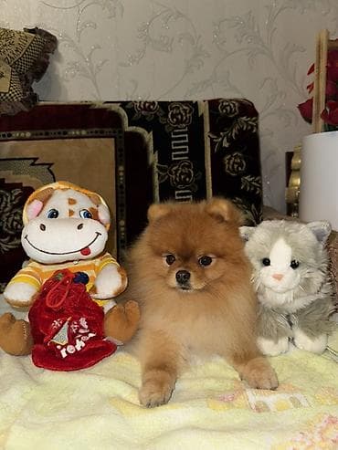 pomeran şpic: Şpitz, 3 il, Erkek, Cütləşmə üçün — 2