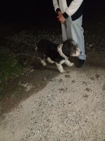 сколько стоит миниатюрный пудель: Пудель, 1 год, Самец, Самовывоз — 3