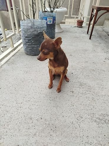 it bazari 2020: 1 il, Dişi, Peyvəndli — 1