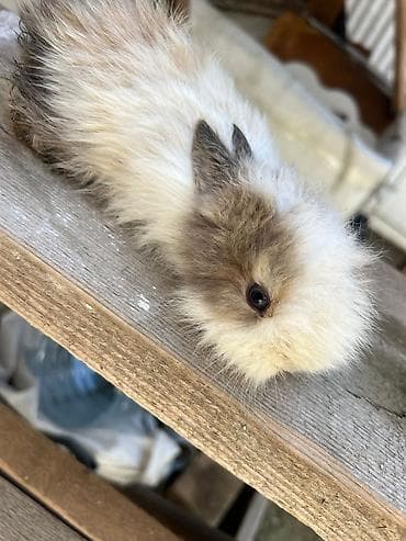 tap.az heyvanlar qusar: 1 aylıq çox şirin dovşan satılır 🐰✨ Tam sağlamdır, çox sakit və — 7