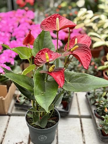 azan gulu sekilleri: Anthurium hündürlük 45sm . Vatsapp mövcuddur!. Çatdırılma metrolara — 1