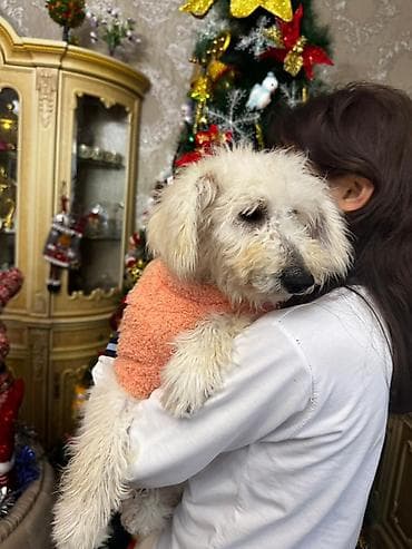 İtlər: 6 ay, Dişi, Peyvəndli — 4