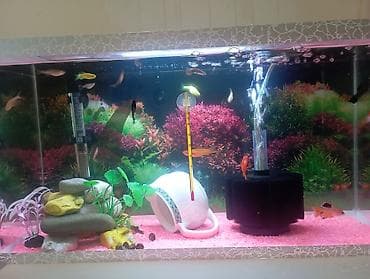 akvaryum balığı: İki akvarium içlərində.pipo filtr.isiq.qizdirici.ic filtri.isdilik — 1