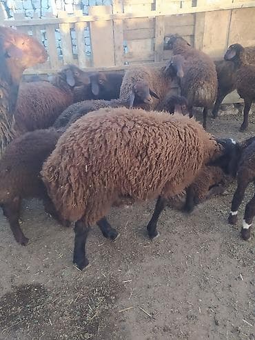 DAMAZLIQ QALA QUZUSU ERKƏK SUPER HEYVANDI lalafo.az -da DAMAZLIQ QALA QUZUSU ERKƏK SUPER HEYVANDI