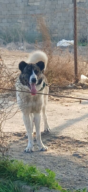 çardaq quşun yuvası: Qurdbasar, 1 il, Erkek, Peyvəndli, Ödənişli çatdırılma — 2