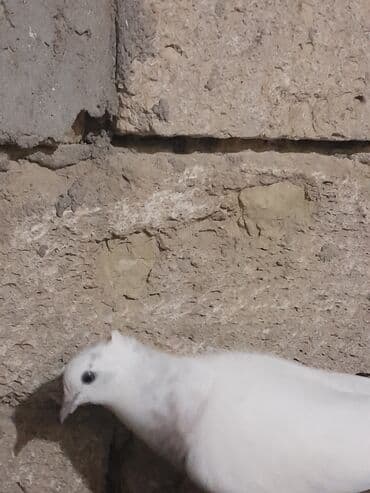 Heyvanlar üçün mallar: Miz kekil iran quşları satılır 1 cüt erkey dishi1 dene qızhın erkey 1 — 4